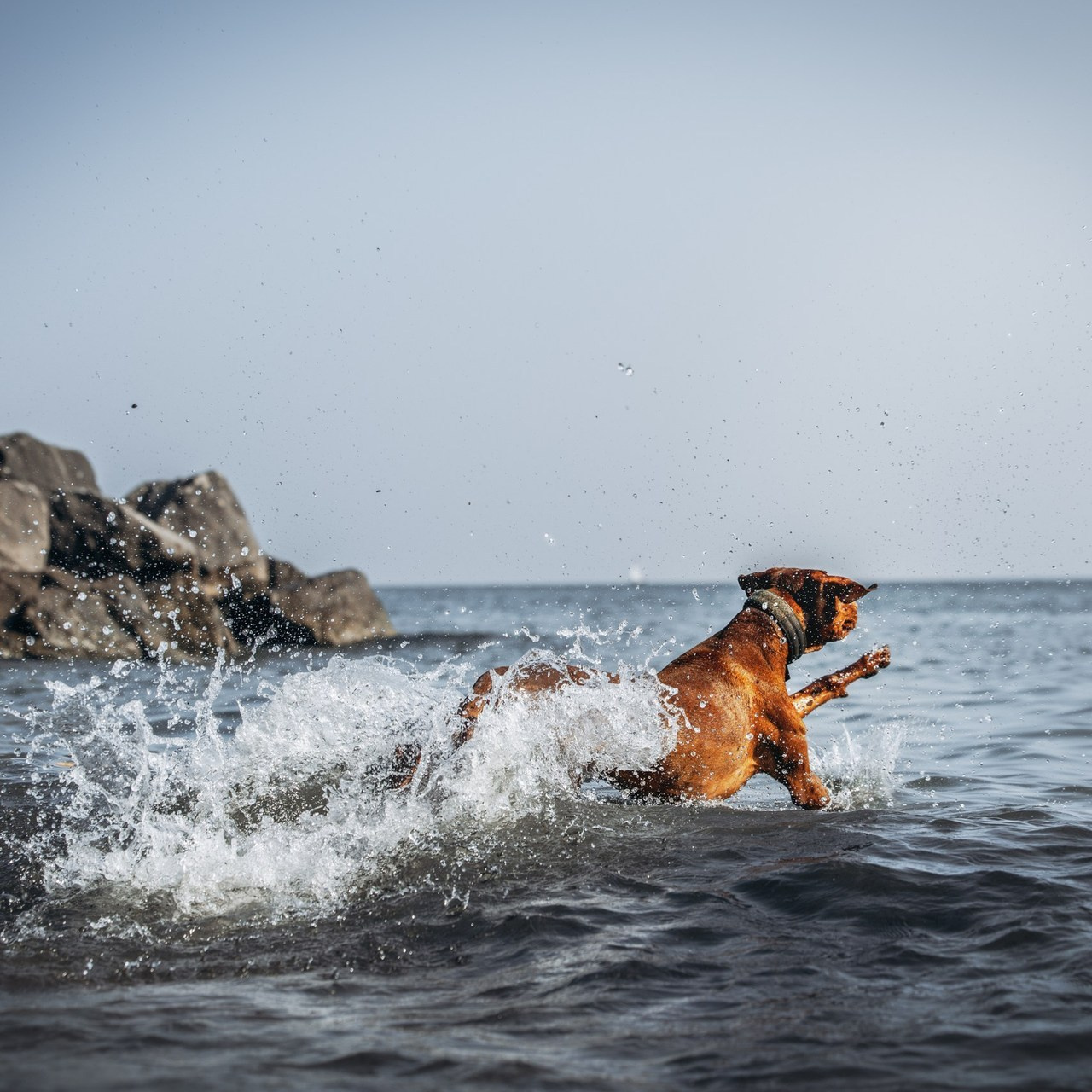 Testimonials. Pet Photographer Viktoriya Aleshenko