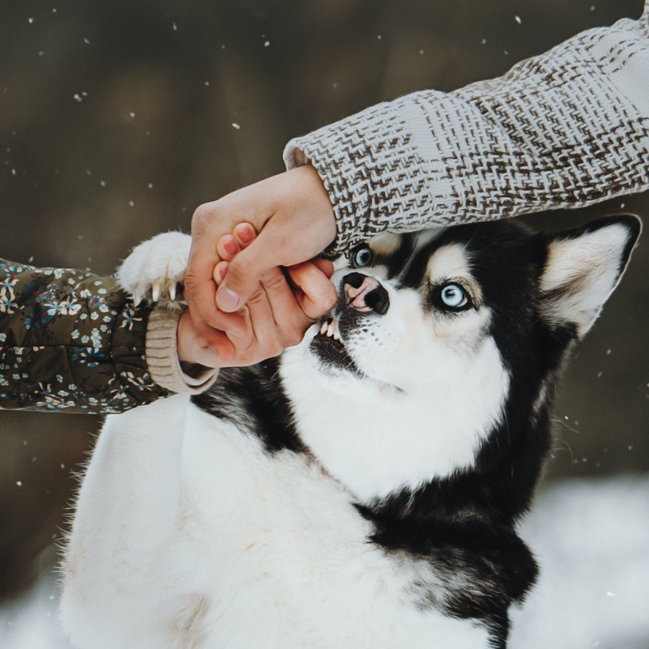 Testimonials. Pet Photographer Viktoriya Aleshenko