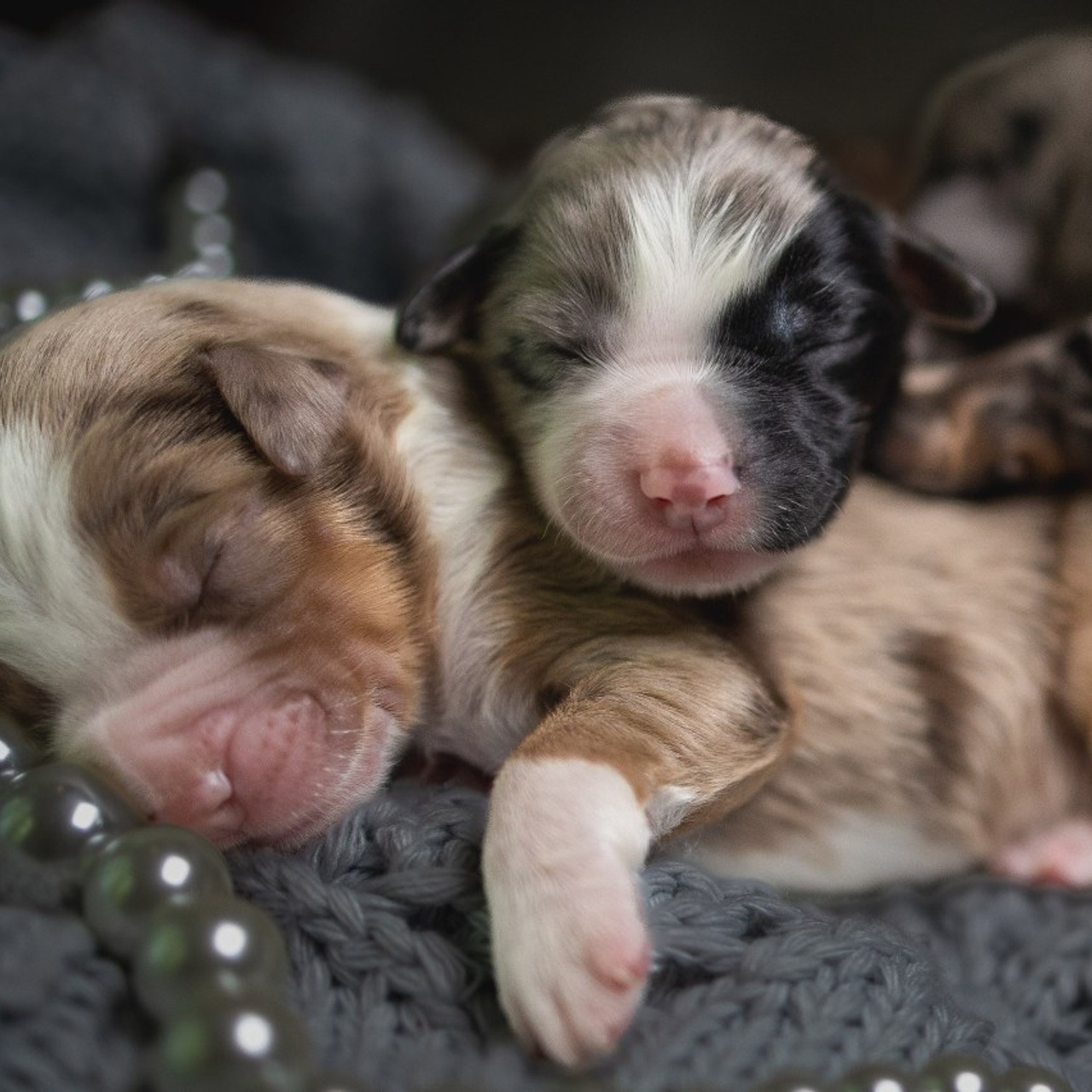 Testimonials. Pet Photographer Viktoriya Aleshenko