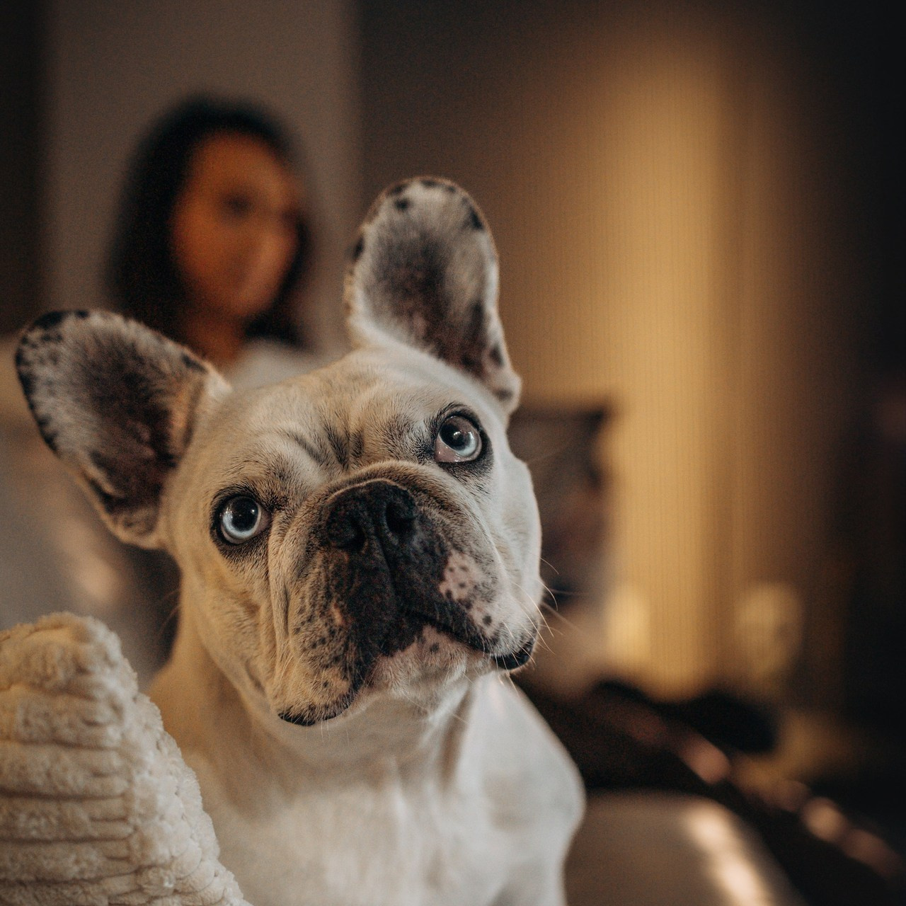 Testimonials. Pet Photographer Viktoriya Aleshenko
