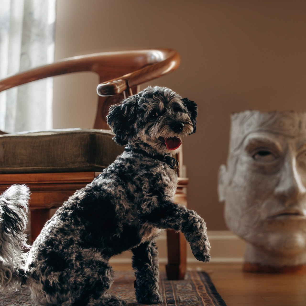 Testimonials. Pet Photographer Viktoriya Aleshenko