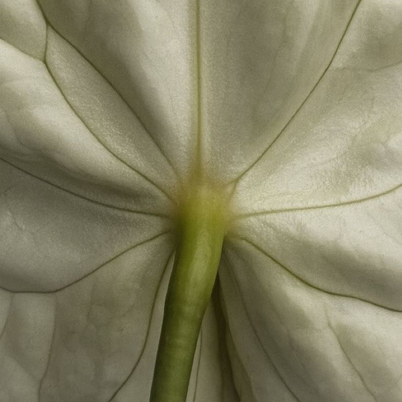 Main page. An Vi Photography