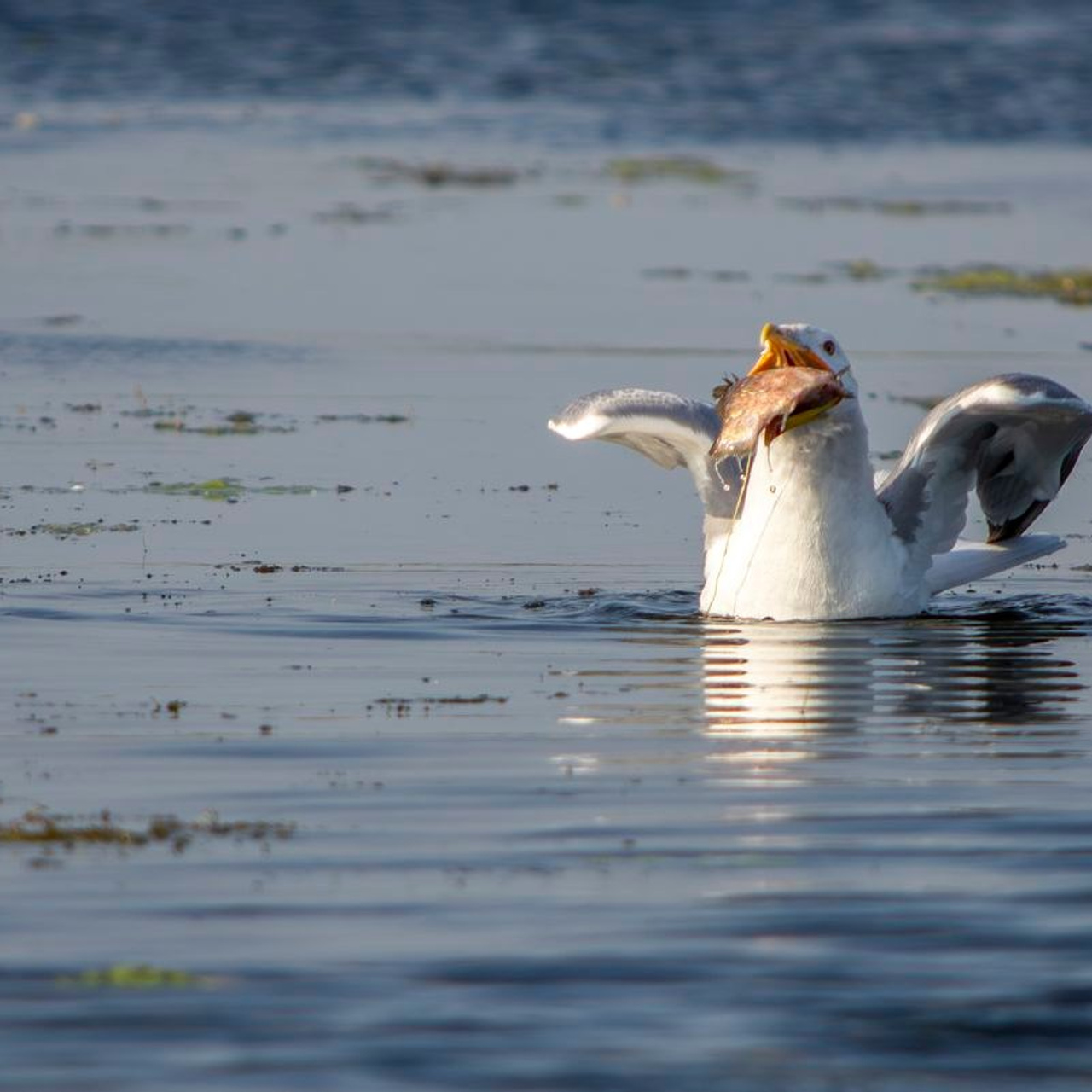 TURA FOTO DELTA DUNARII 1