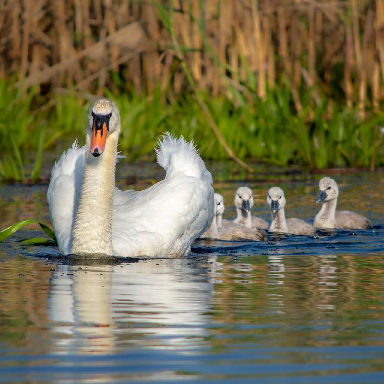 TURA FOTO DELTA DUNARII 1