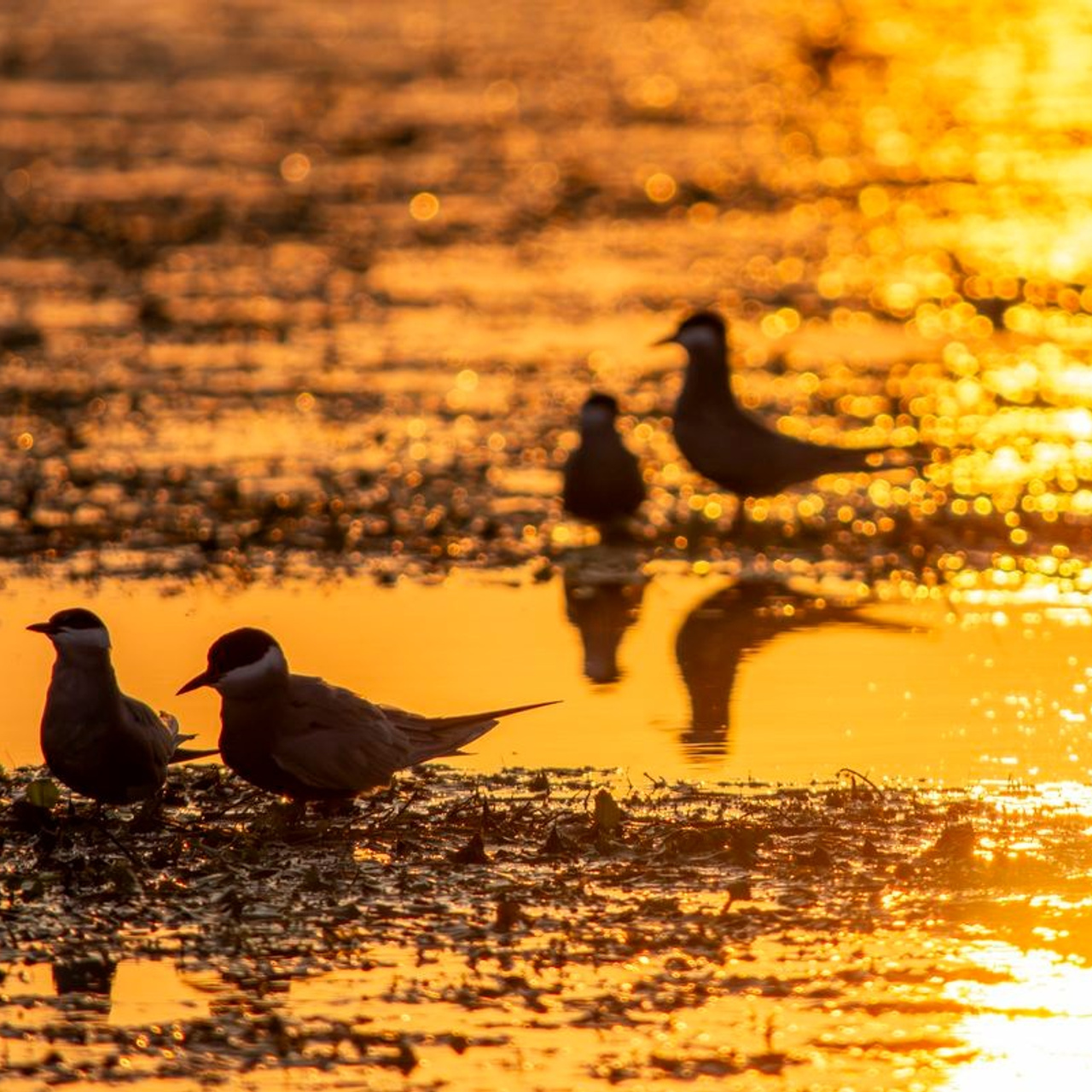 TURA FOTO DELTA DUNARII 1