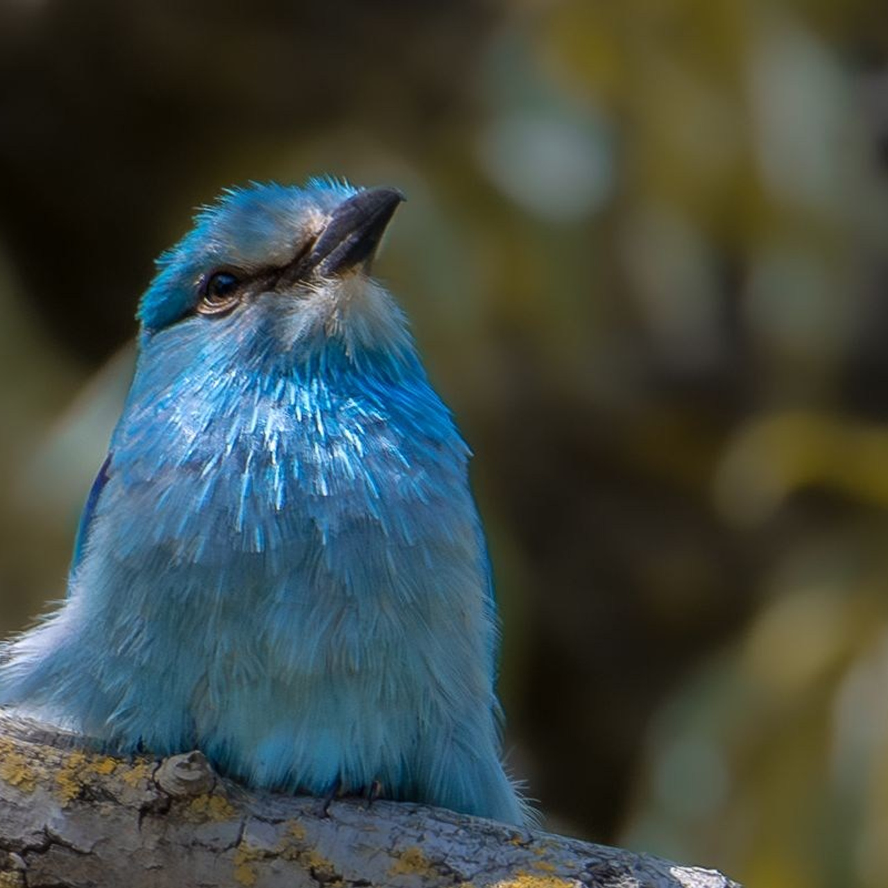 TURA FOTO DELTA DUNARII 2