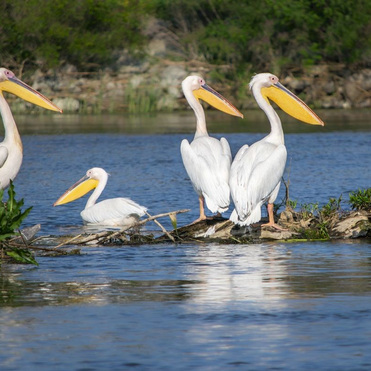 TURA FOTO DELTA DUNARII 2