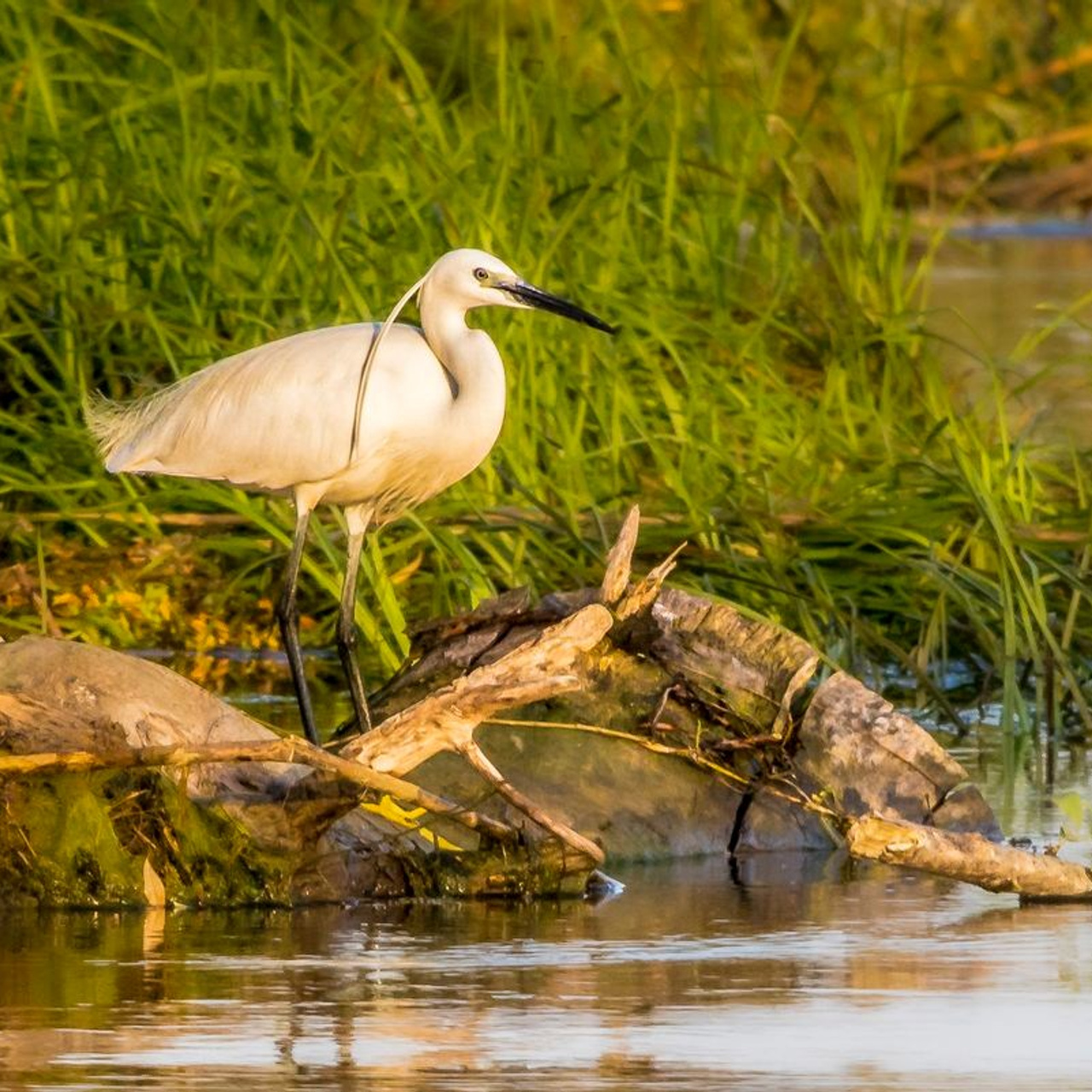 TURA FOTO DELTA DUNARII 2