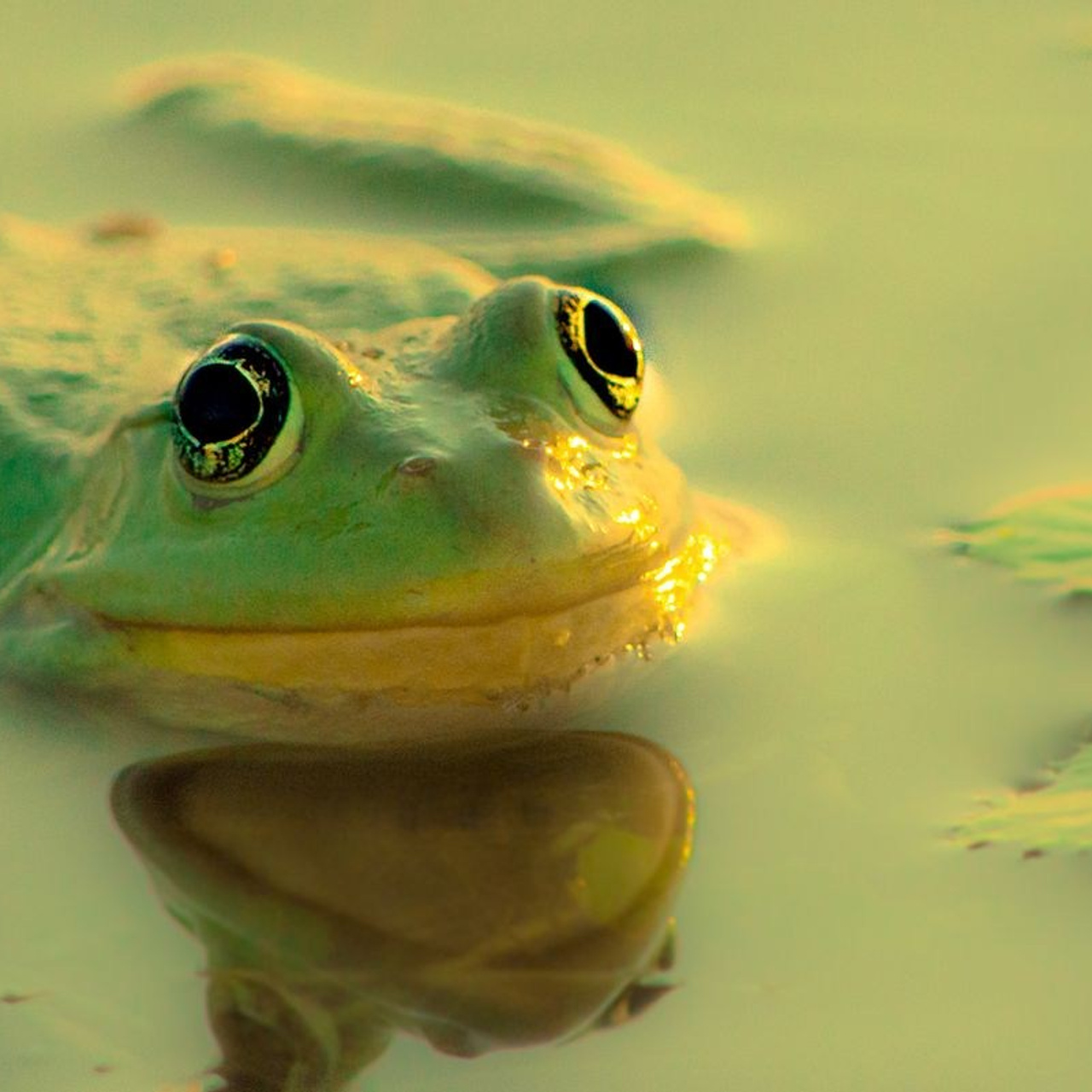 TURA FOTO DELTA DUNARII 1