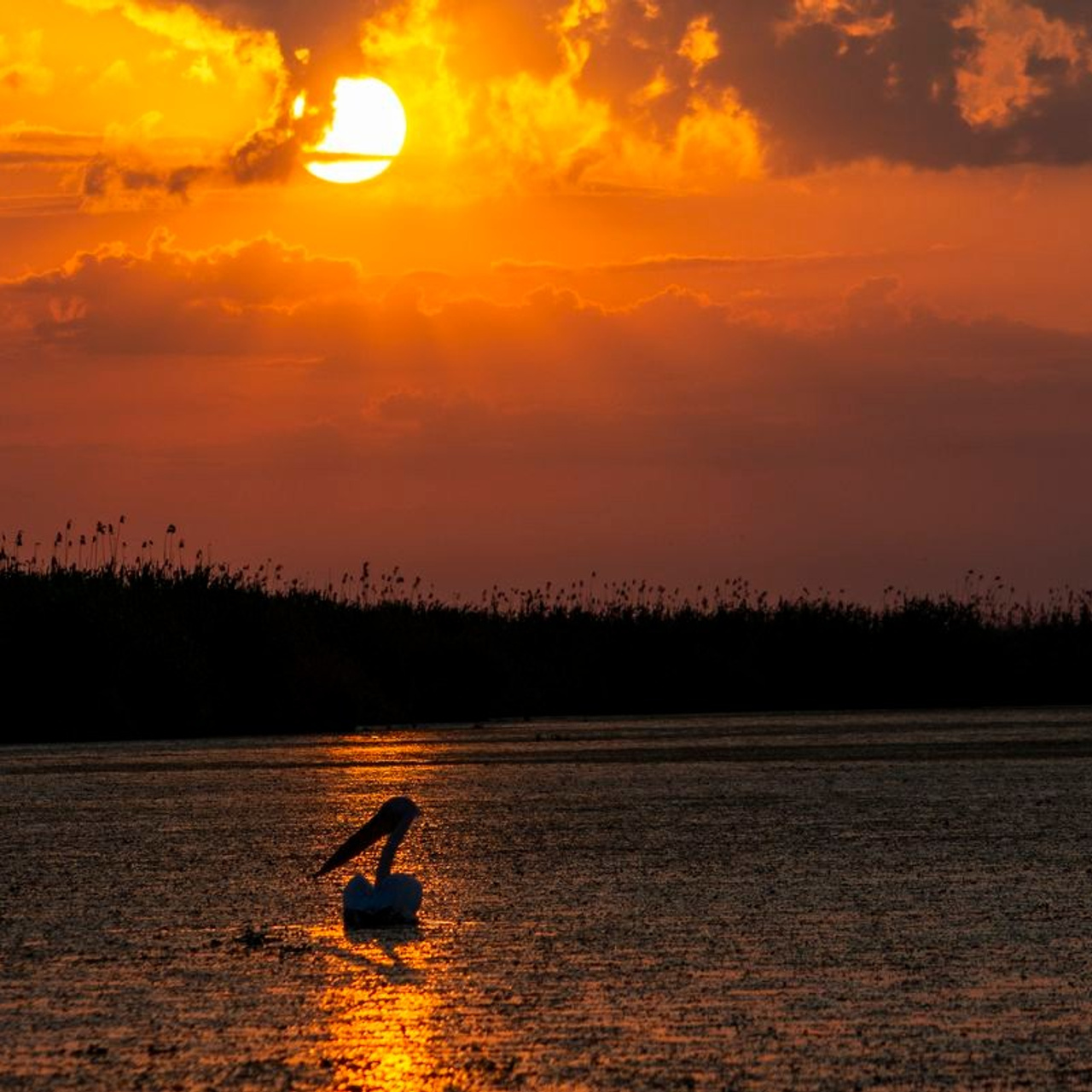 TURA FOTO DELTA DUNARII 2