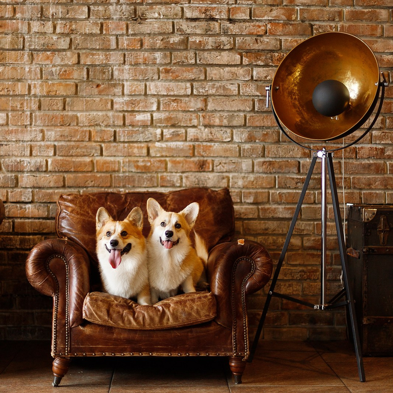 Corgis in studio, Moscow