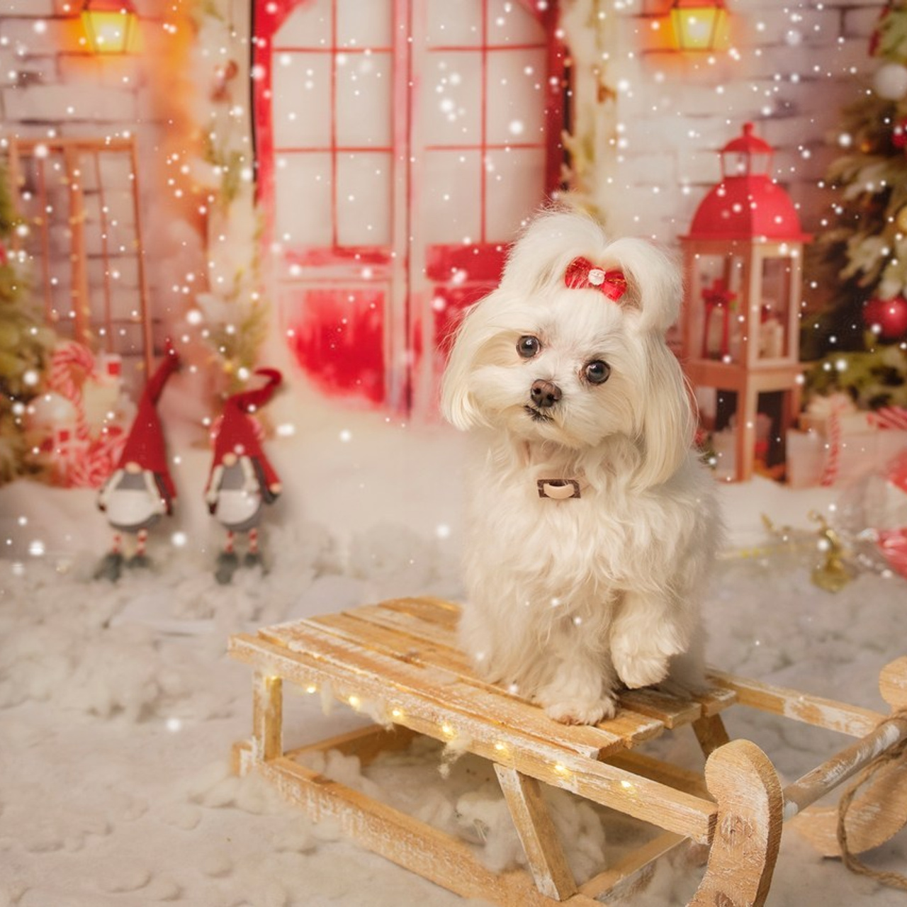 Testimonios. Fotos con huella, fotografía de perros y mascotas en Sevilla