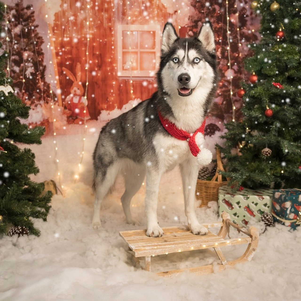 SOBRE MI. Fotos con huella, fotografía de perros y mascotas en Sevilla