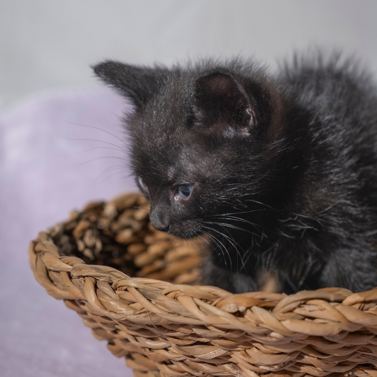 Testimonios. Fotos con huella, fotografía de perros y mascotas en Sevilla