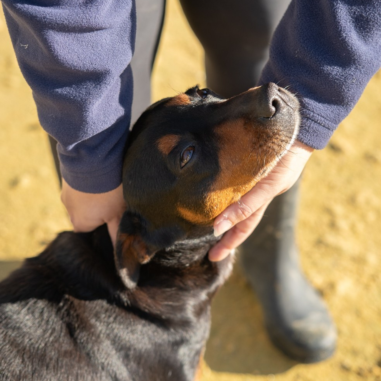 Testimonios. Fotos con huella, fotografía de perros y mascotas en Sevilla