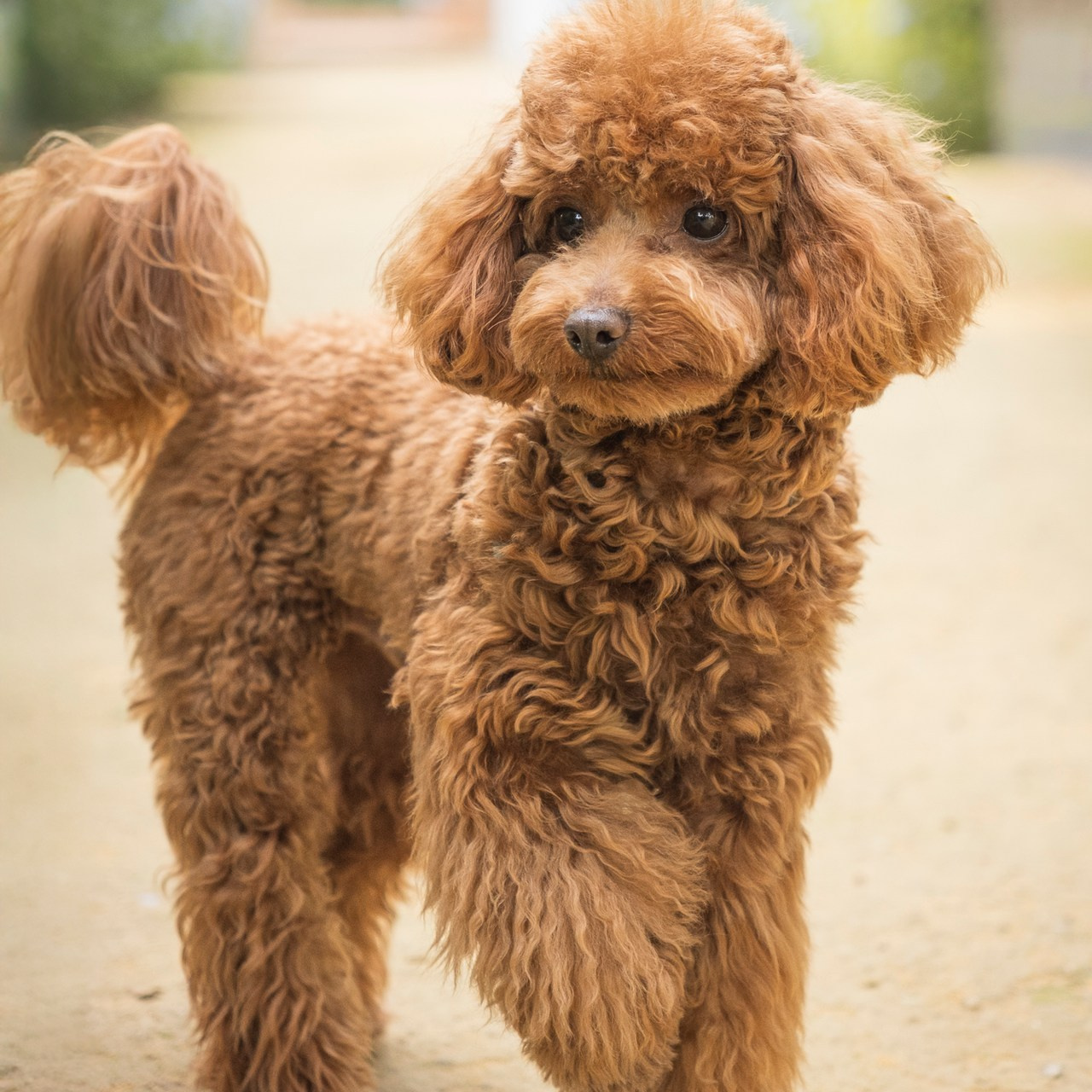 SOBRE MI. Fotos con huella, fotografía de perros y mascotas en Sevilla