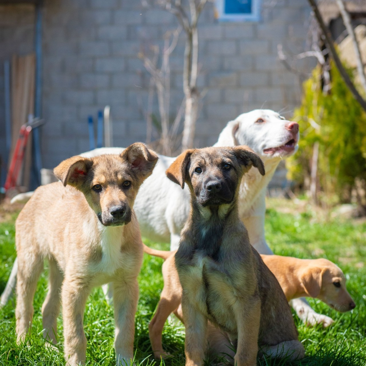 Testimonials. Photographer in Tbilisi