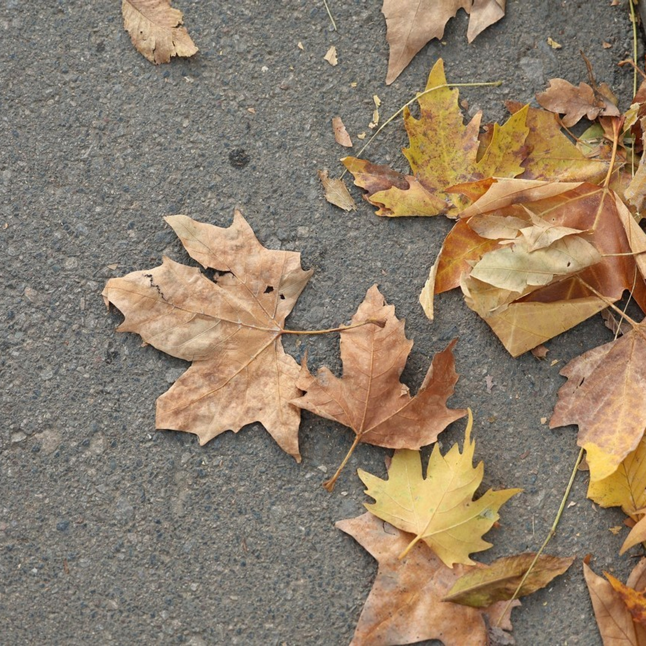 Отзывы. Семейный фотограф в Кишинёве THOMAS SHTIFT