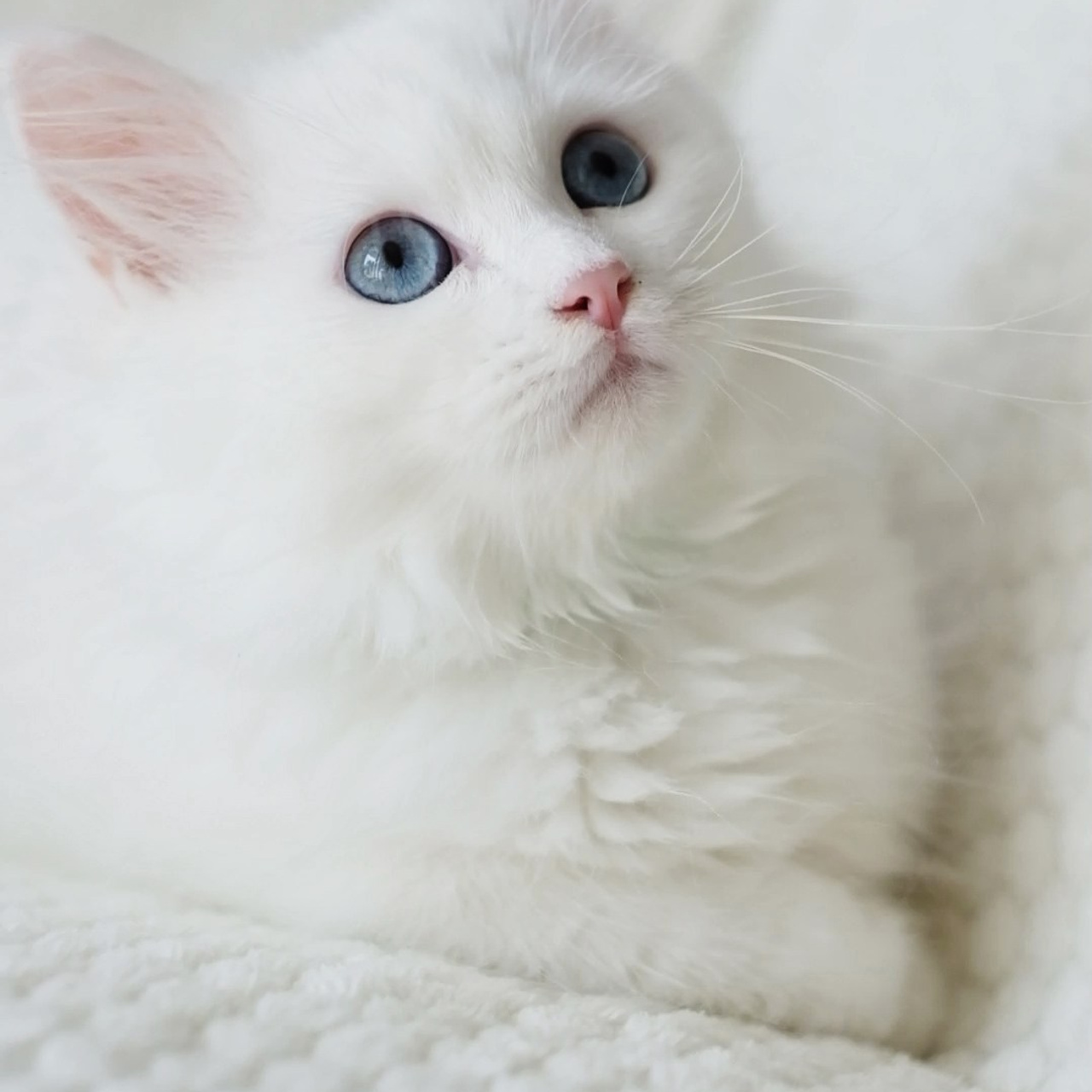 N-Bellatrix