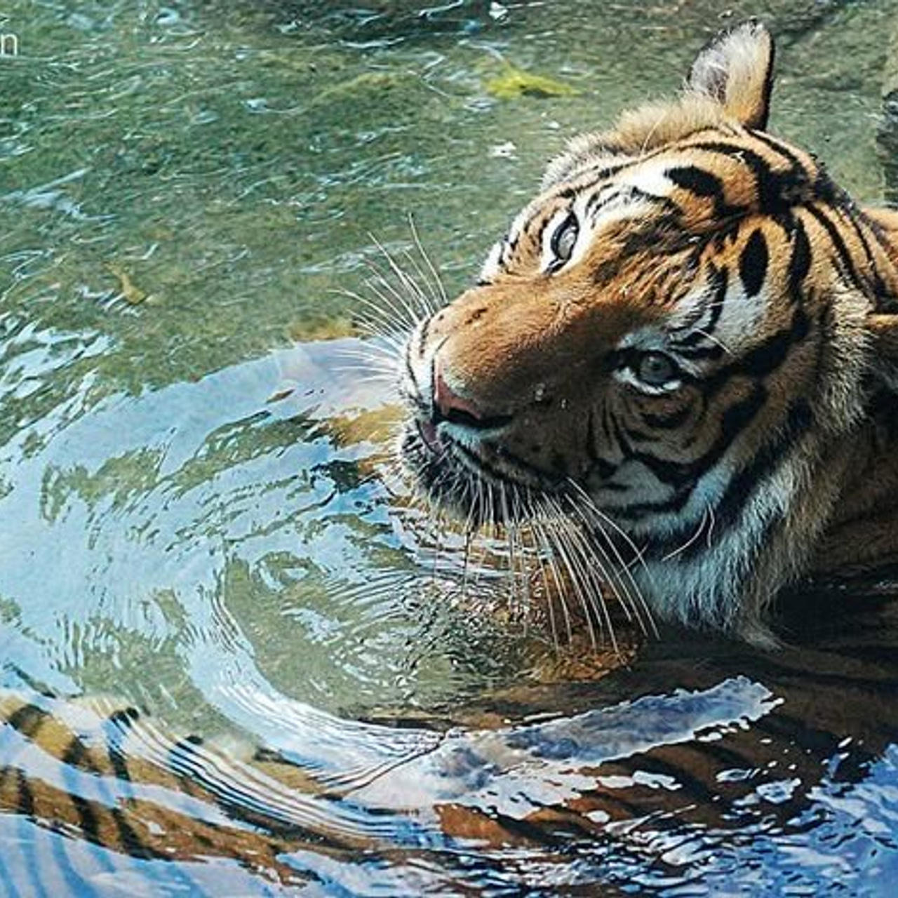 Доска прослезившихся