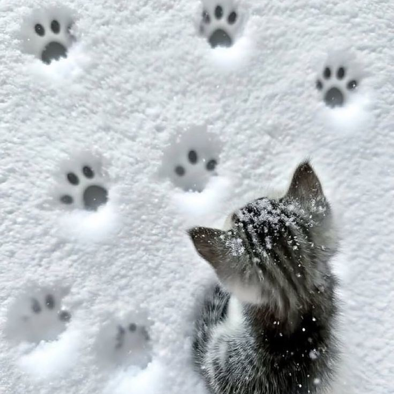 Доска прослезившихся