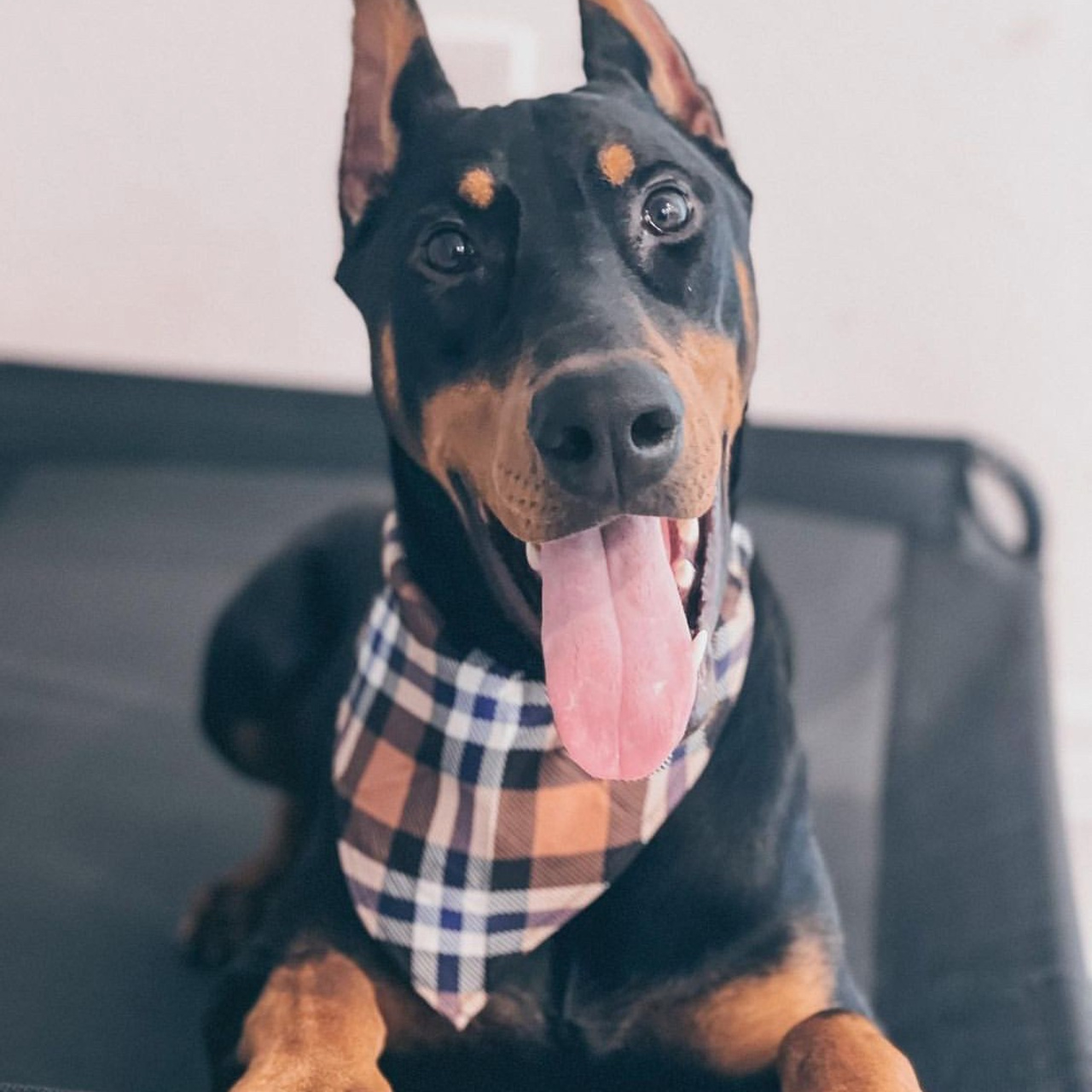 REVIEWS. Spumanti Dobermans