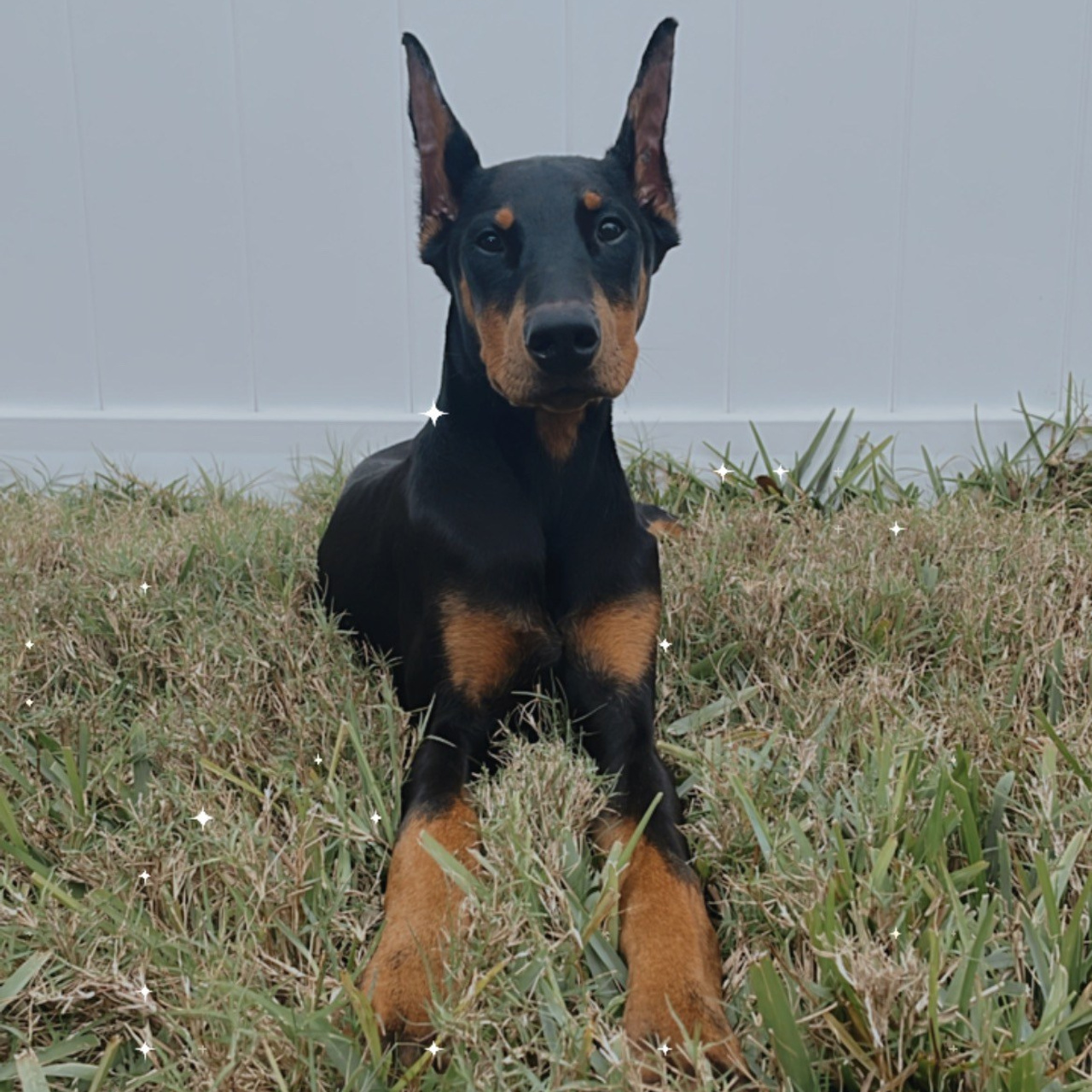 REVIEWS. Spumanti Dobermans