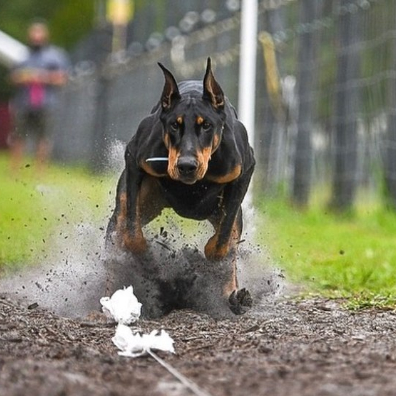 REVIEWS. Spumanti Dobermans