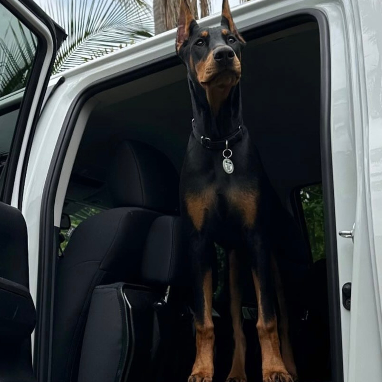 REVIEWS. Spumanti Dobermans