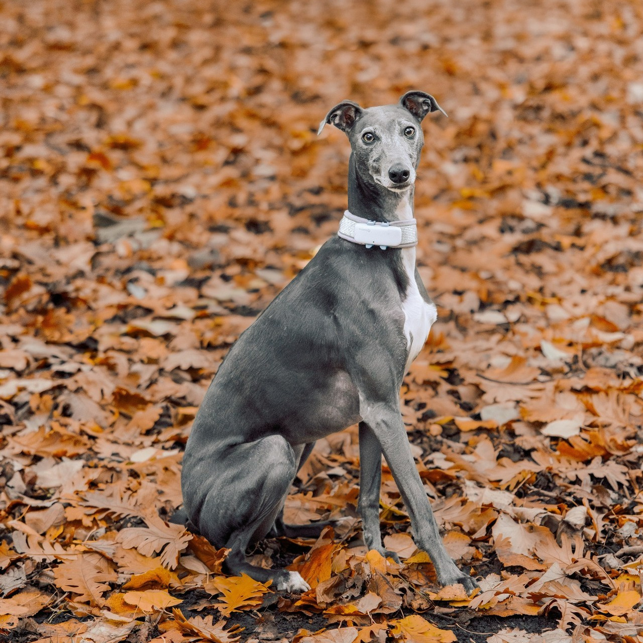 What Clients Say — Reviews of Photographer Natalia Olhova. Romantic & Soulful Photography by Natalia Olhova in Rotterdam