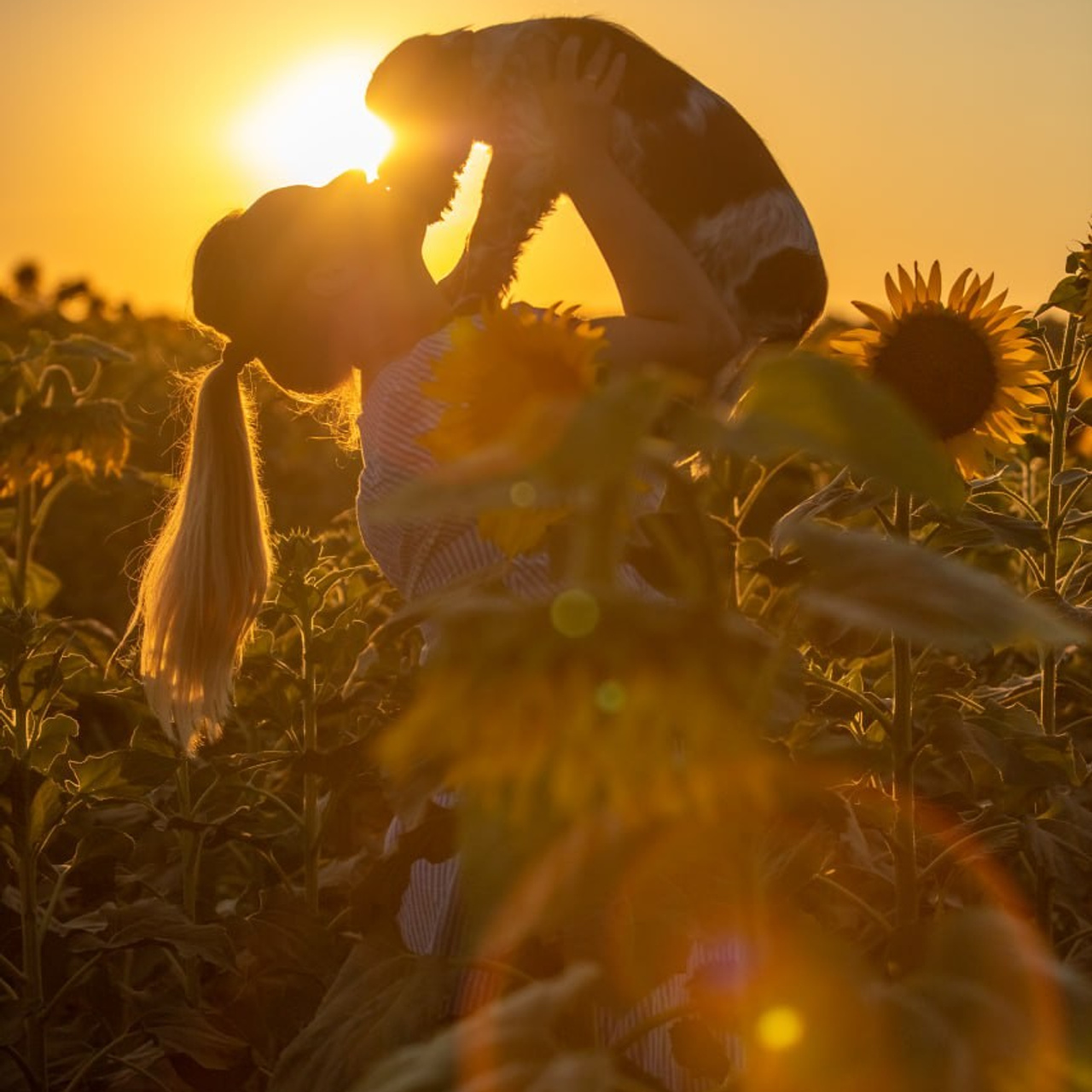 Our Female | International English Springer Spaniel Show Kennel. Website of the titled stud dog of the Springer Spaniel breed