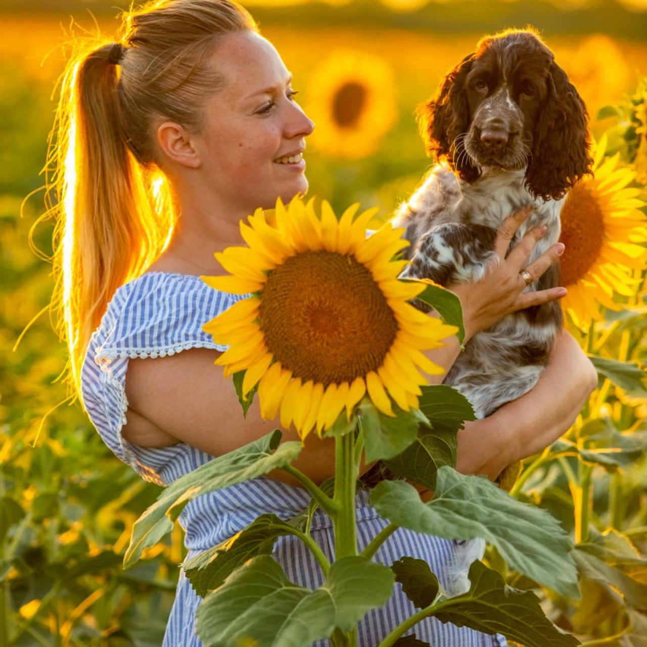 Our Female | International English Springer Spaniel Show Kennel. Website of the titled stud dog of the Springer Spaniel breed