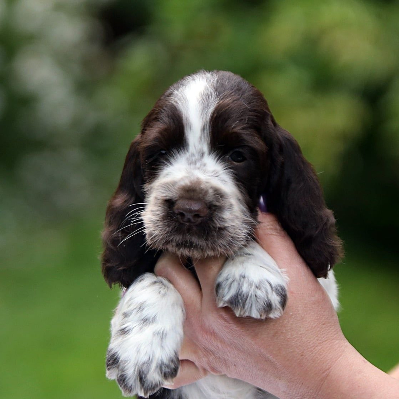 Our Female | International English Springer Spaniel Show Kennel. Website of the titled stud dog of the Springer Spaniel breed