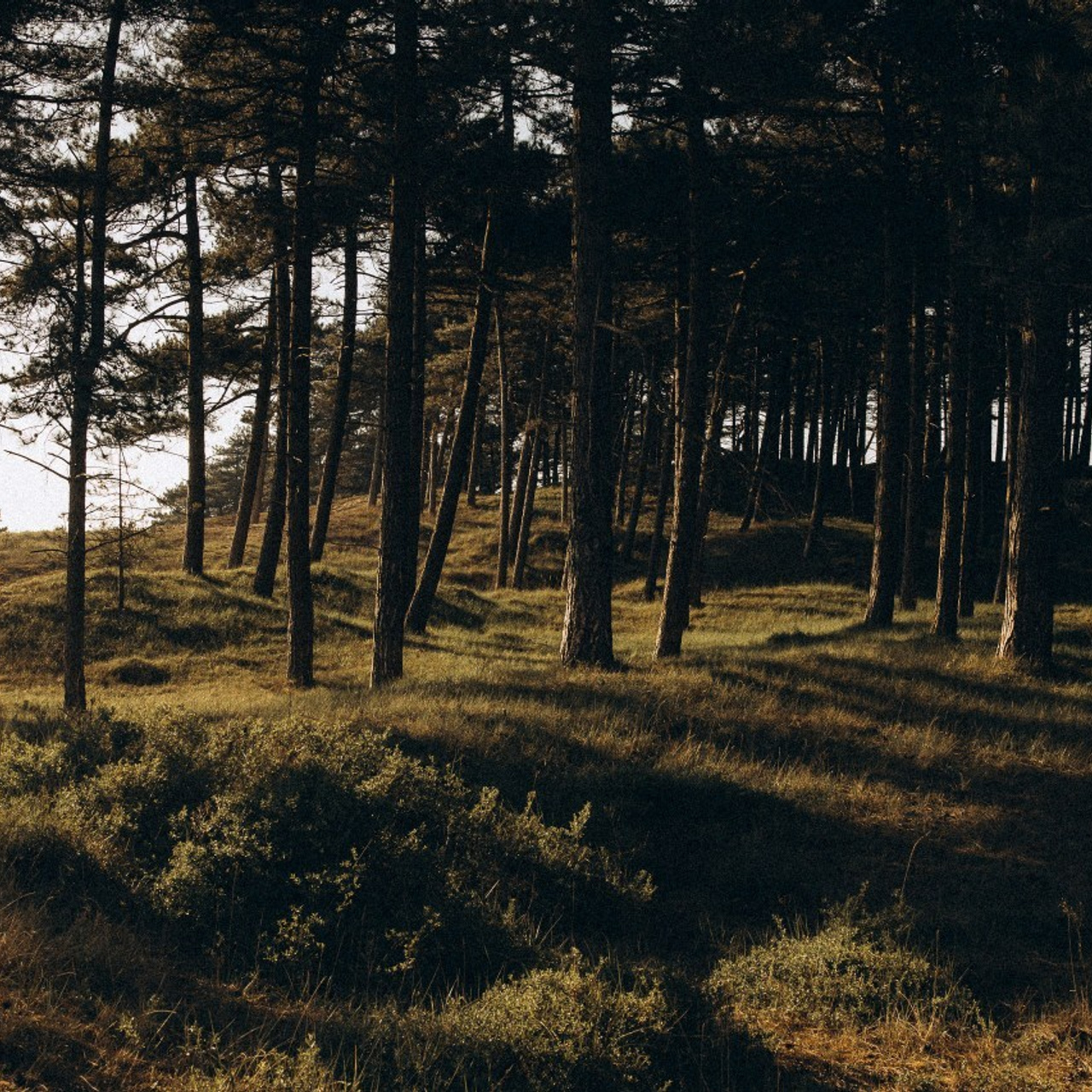 Reviews. Photographer The Netherlands