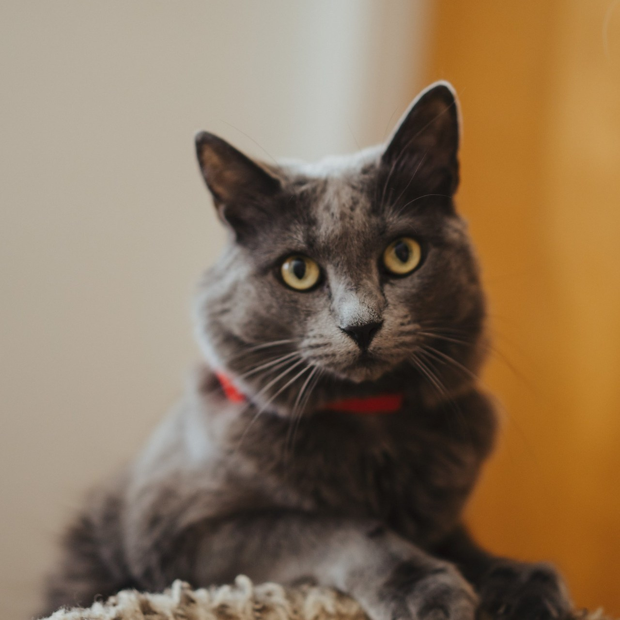 Reviews. Wedding family photographer and videographer California San Francisco Bay Area