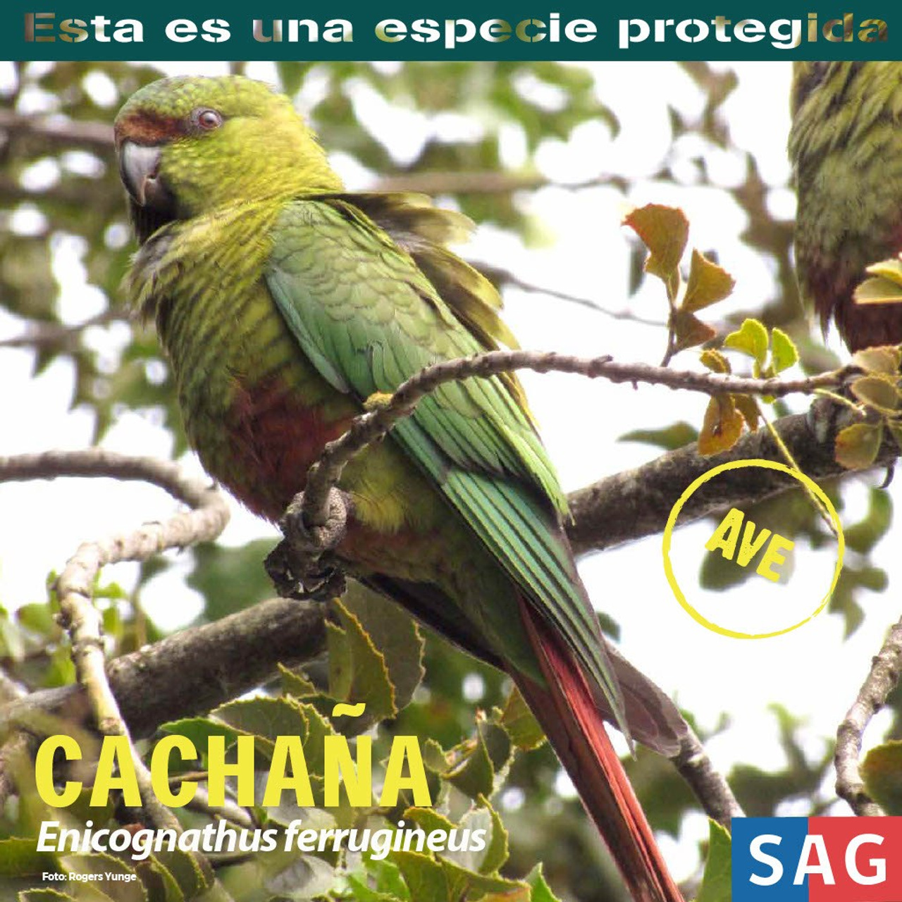 Cachaña