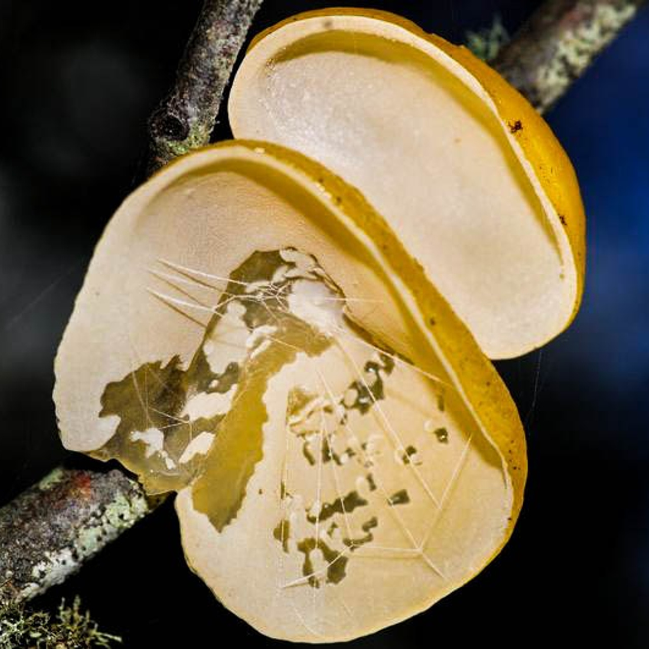 Aleurodiscus vitellinus