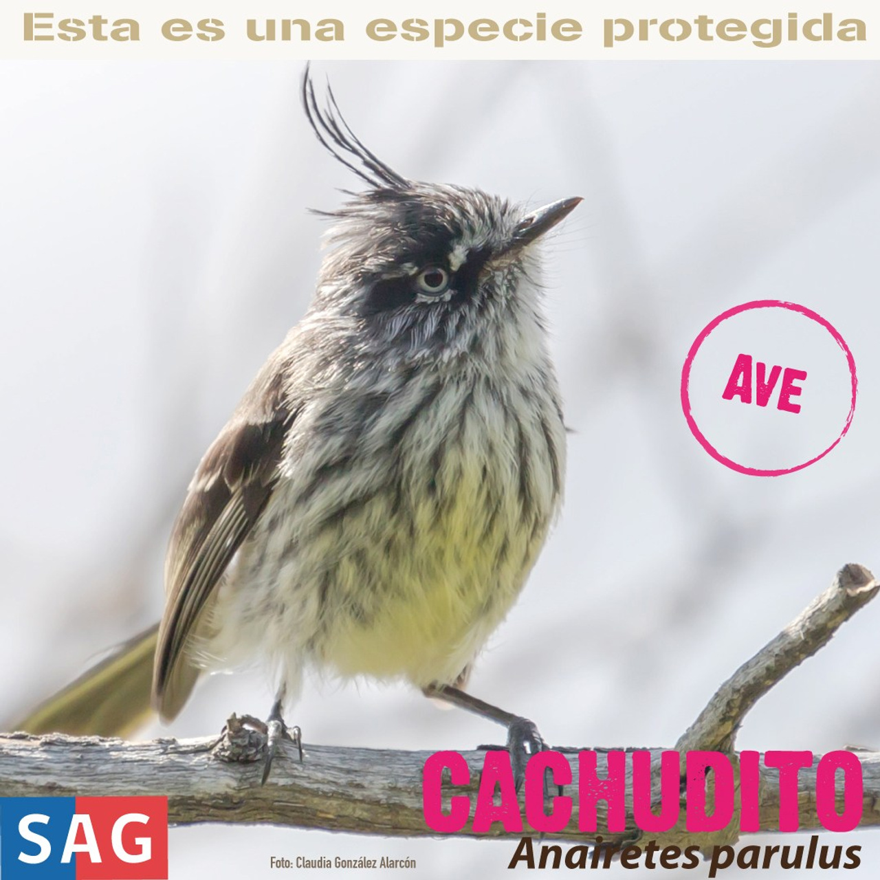 Cachudito