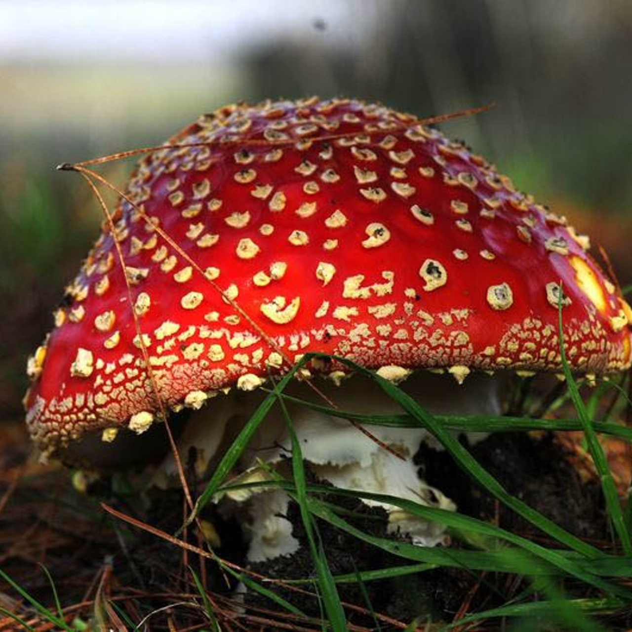 Amanita muscaria