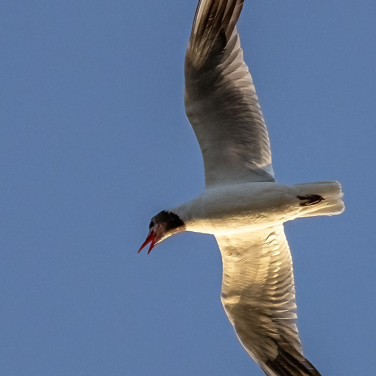 Pagina Principala. Http://www.alexphoto.ro