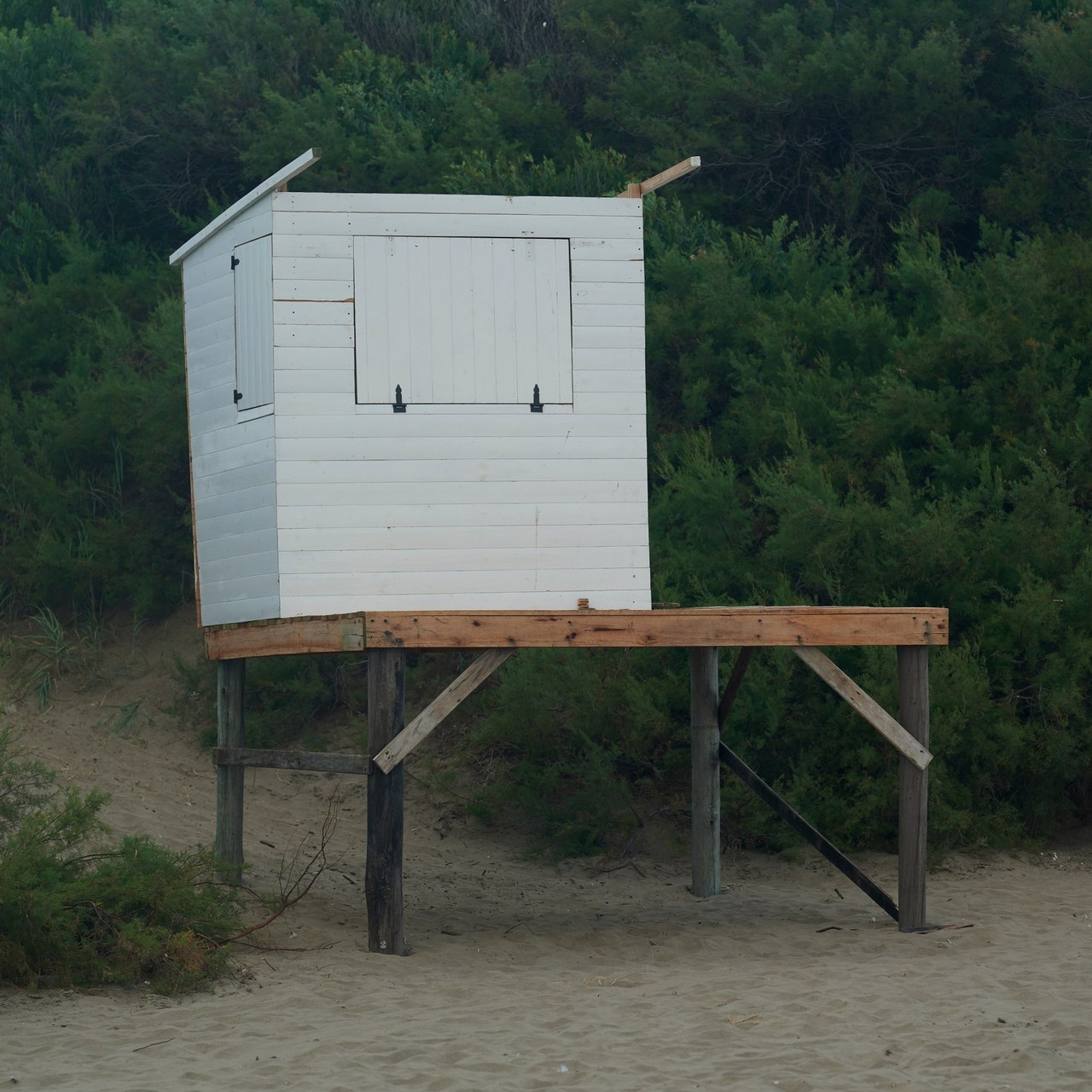 Testimonials. Nikitin Maxim — Showmetango