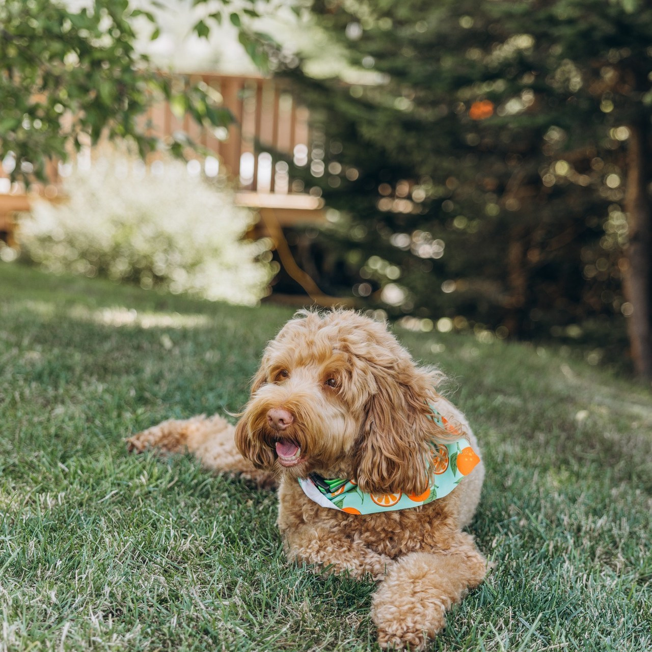 Feedback. Children’s and family photographer in St. John’s, NL | Marina Peliukh