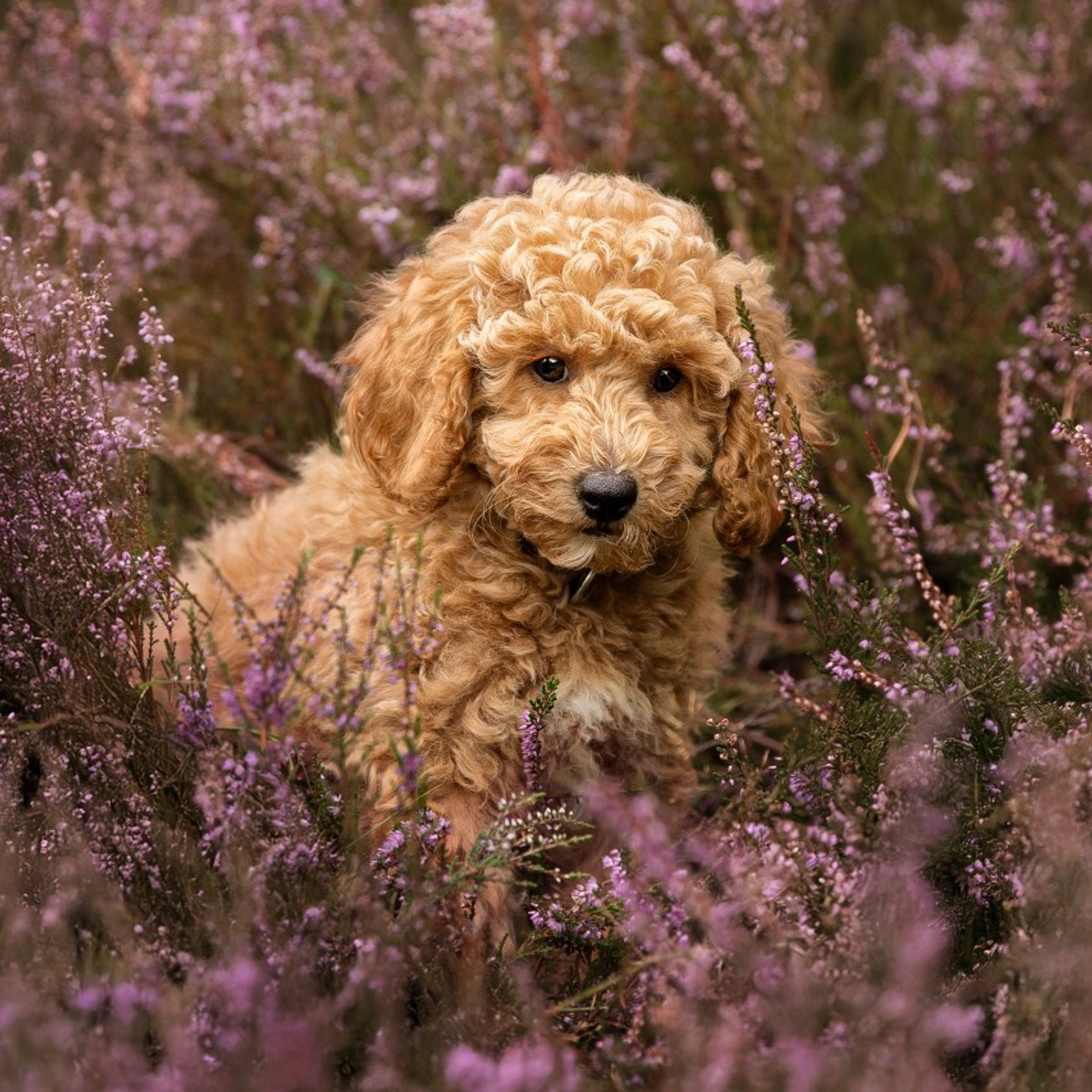 Kommentare. Familien und Hochzeitfotograf in Molbergen, Cloppenburg, Münsterland