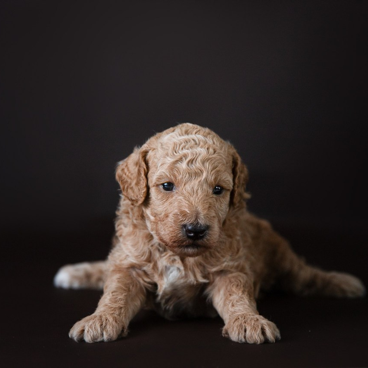 Kommentare. Familien und Hochzeitfotograf in Molbergen, Cloppenburg, Münsterland