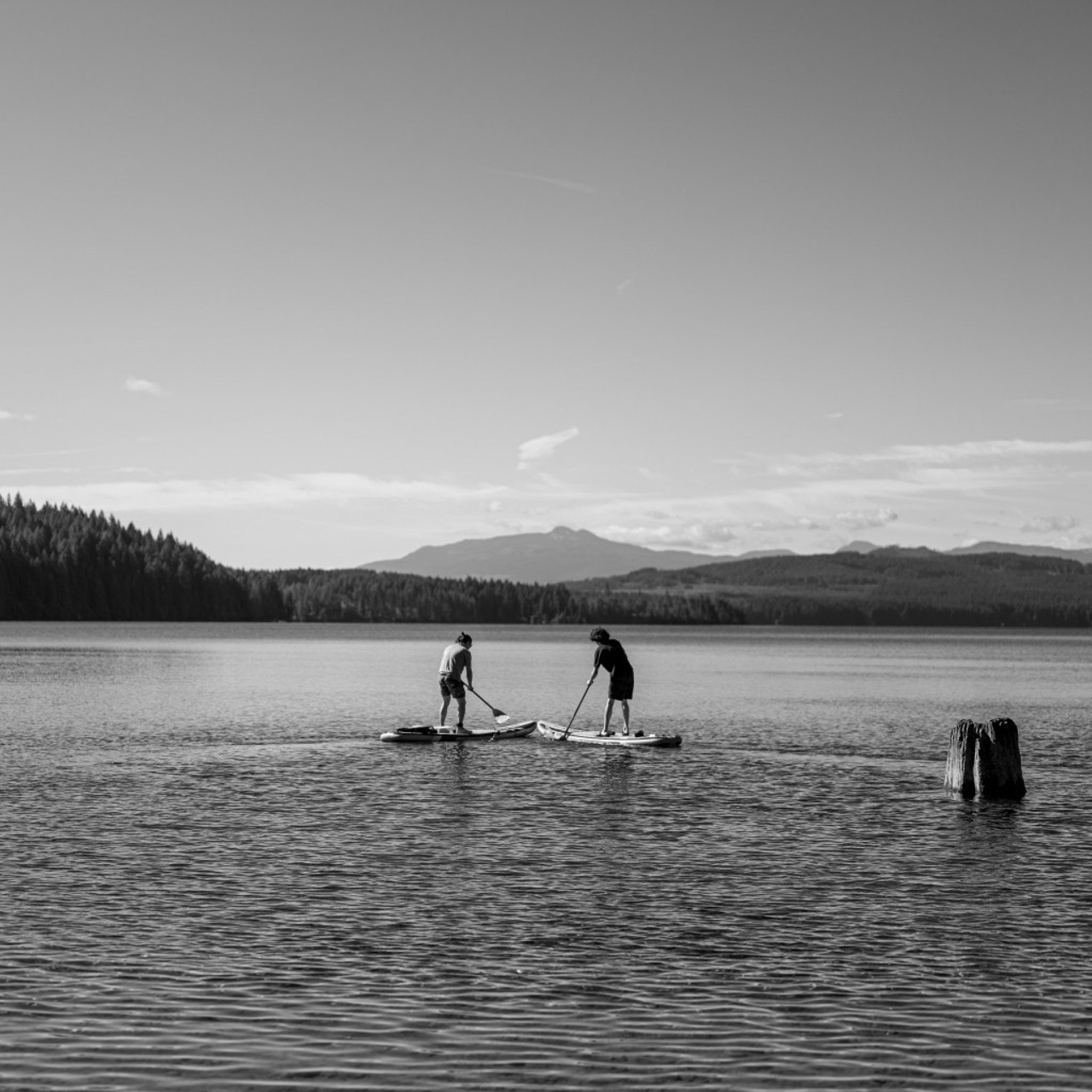 Feedback. Artparadox_Snapforge