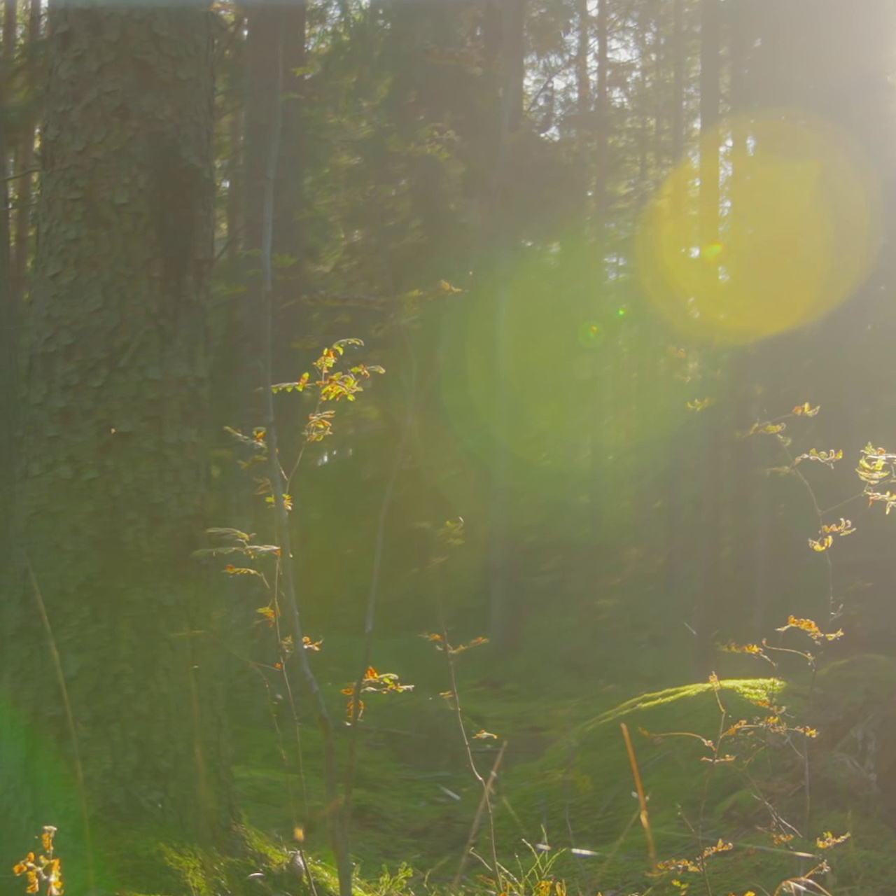 Video portfolio | Komerciālais video un videoproducēšana | Amiran