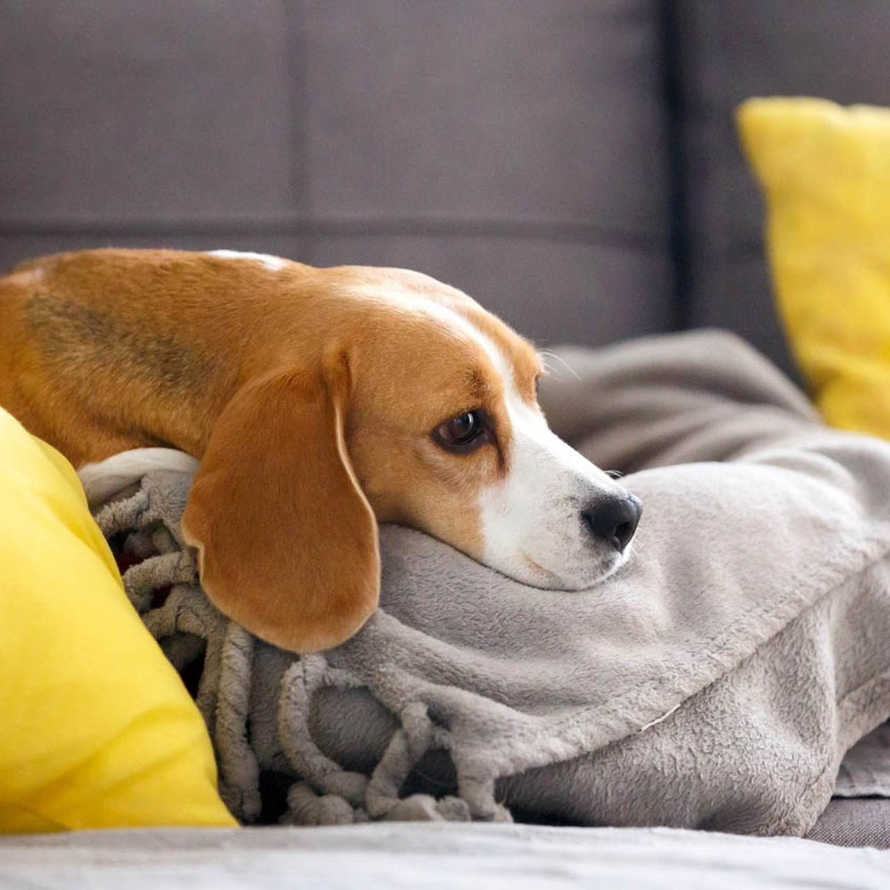 Fotografisanje kućnih ljubimaca