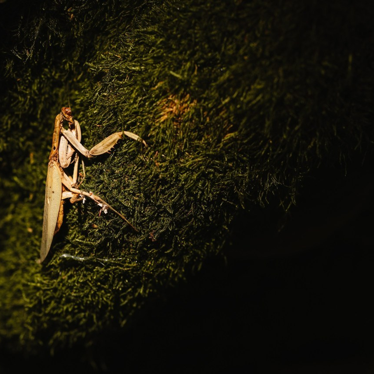 Testimoniale Clienți - Mihai Popa Fotograf Nuntă și Botez. Fotograf Nuntă & Botez București - Mihai Popa | Dincolo de oameni, imortalizez emoții!