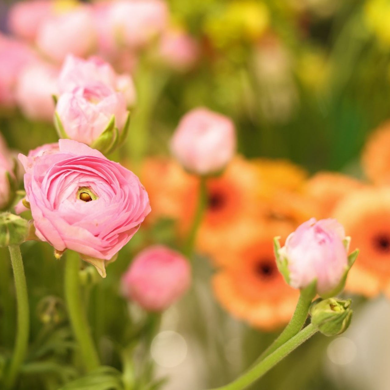 VOS AVIS. Photographe professionelle spécialisée dans la photographie de grosses