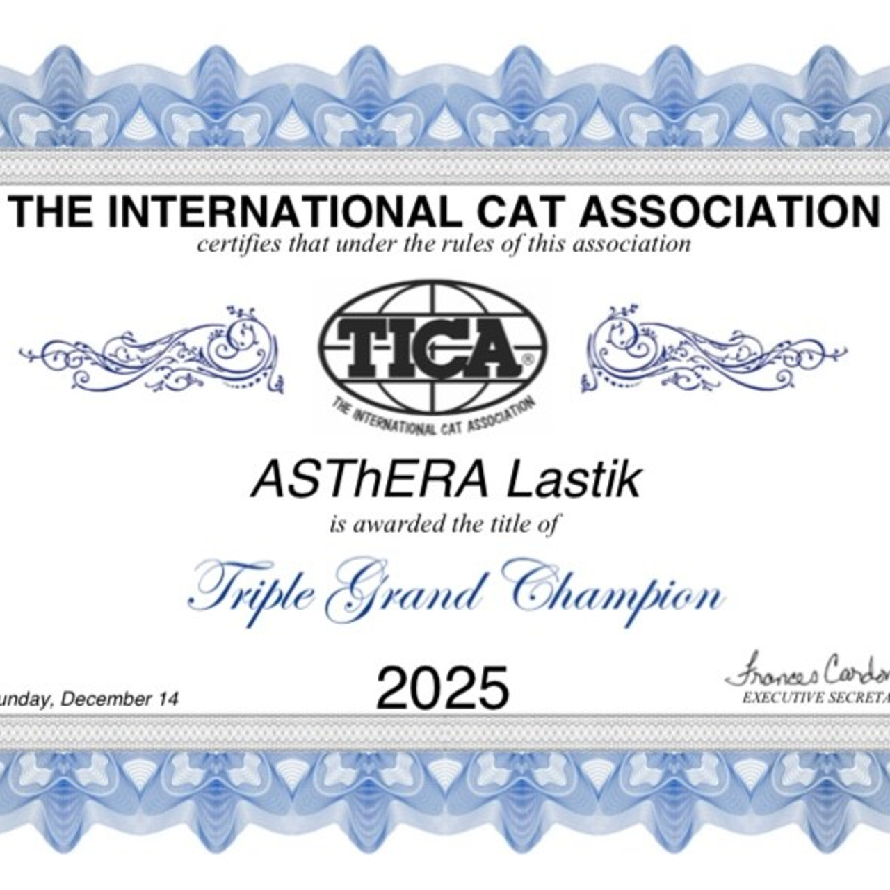 Astera Lastik. Astera Siberians |Hypoallergenic Kittens